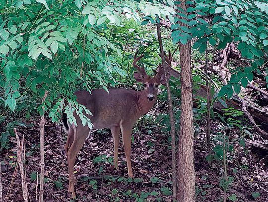 Additional deer culling piloted in Riverview Park