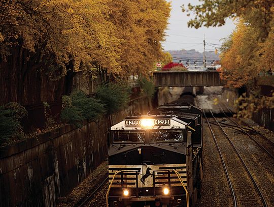 Northside Park Update: Learn about ginko trees and why all their leaves fall off at once