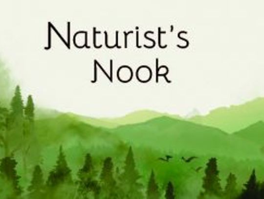 Naturist's Nook Oct. 2025: Bird migration season begins