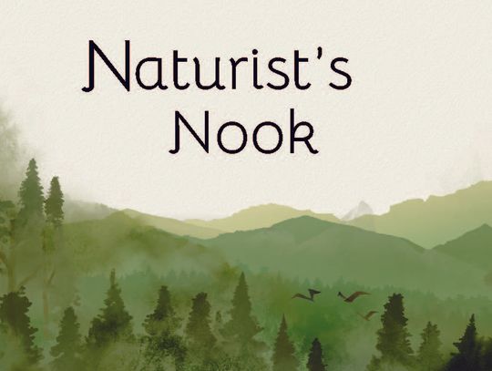 Naturist's Nook: Tracking the journey south