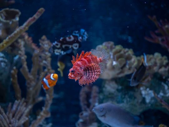 Northside Business & Community Briefs: April 2026