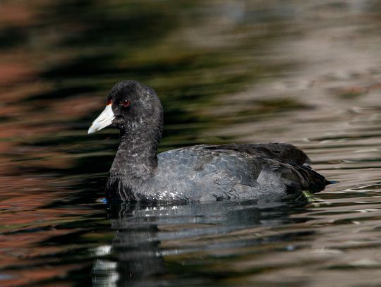Northside Park News: Allegheny Commons Dog Park receives new signage