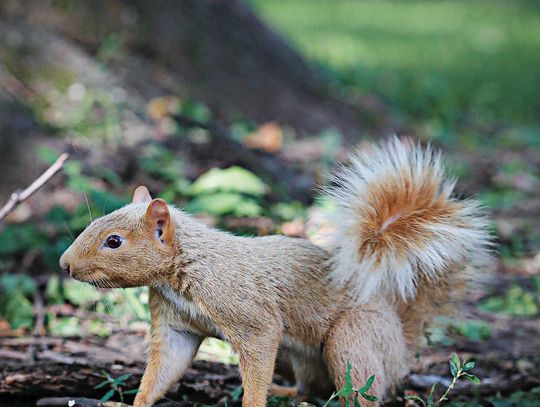 Park Ranger Stevie is back in Allegheny Commons