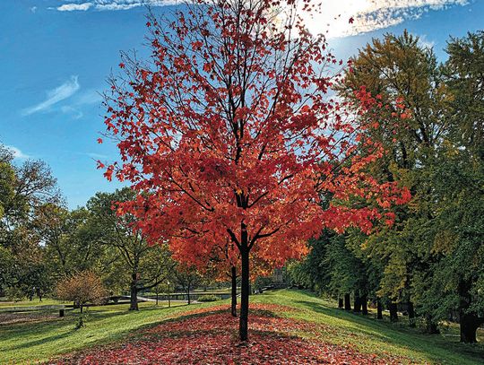 Preparing for the start of autumn with Ranger Stevie