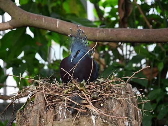 PREVIEW: Northside Business & Community Briefs Feb. 2026