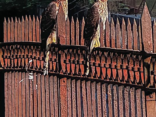 Red-shouldered hawk family spotted in Allegheny Commons