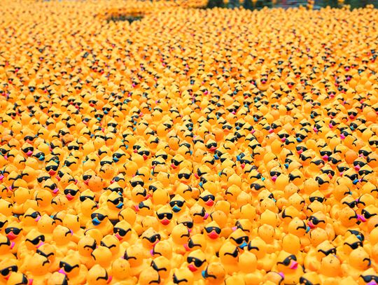 Steel City Duck Derby returns to Allegheny Commons Park