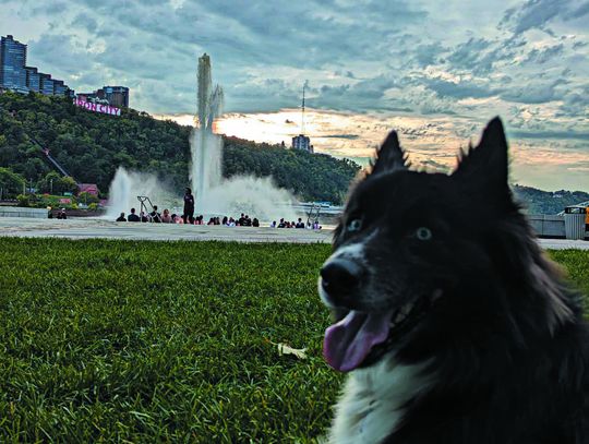 Two dogs tie in Cutest Pet Photo Contest Round 2 with winning smiles