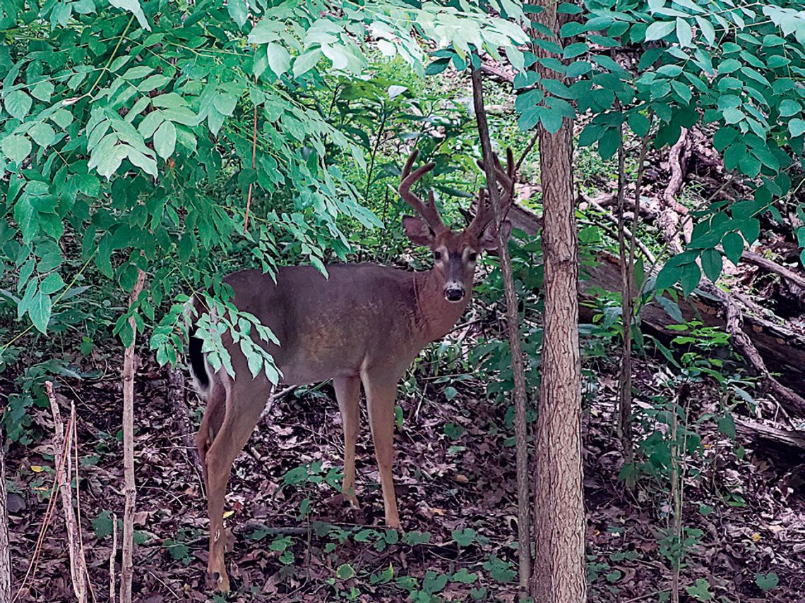 Additional deer culling piloted in Riverview Park