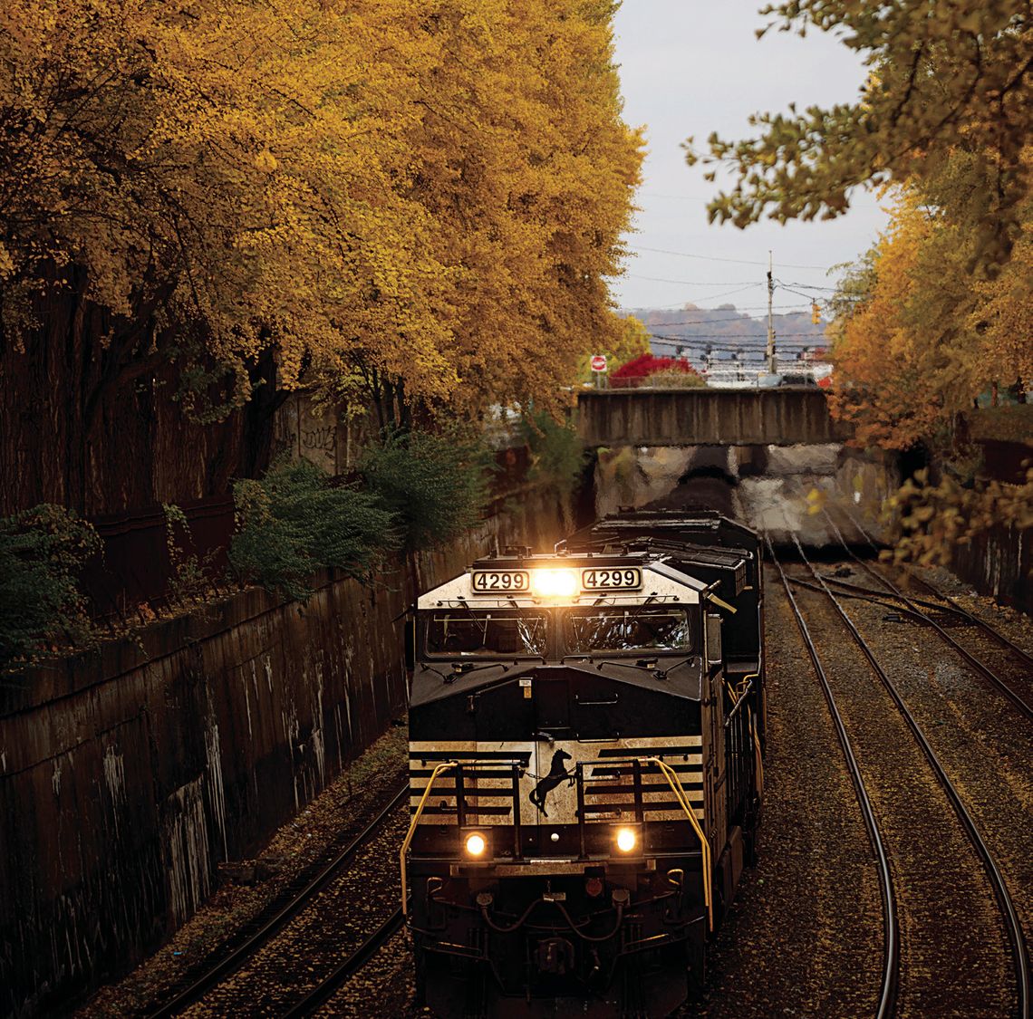 Northside Park Update: Learn about ginko trees and why all their leaves fall off at once