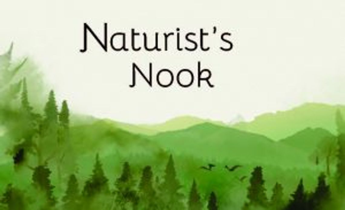 Naturist's Nook Oct. 2025: Bird migration season begins Naturist's Nook Oct. 2025: Bird migration season begins