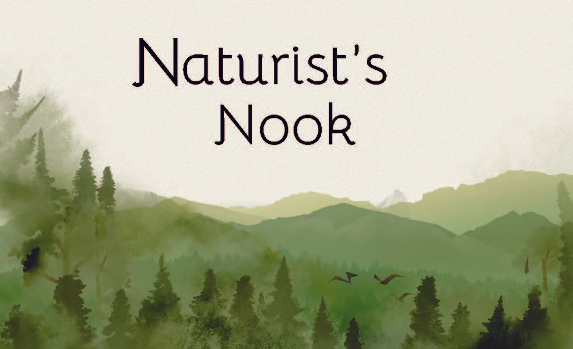 Naturist's Nook: Tracking the journey south