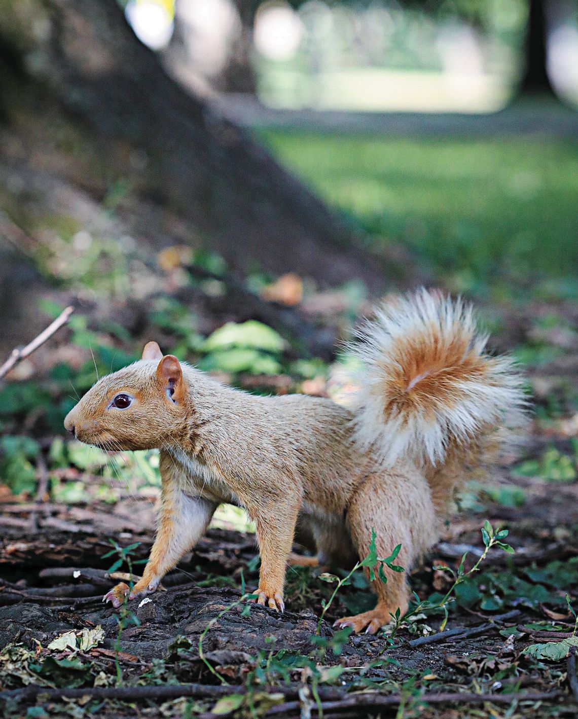 Park Ranger Stevie is back in Allegheny Commons Park Ranger Stevie is back in Allegheny Commons