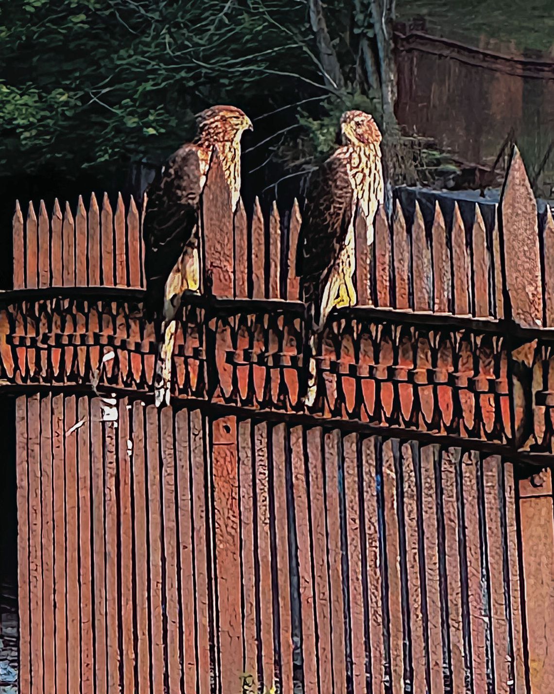 Red-shouldered hawk family spotted in Allegheny Commons