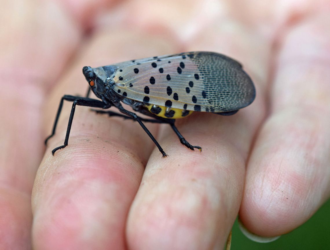 Spotted lanternfly season returns once more Spotted lanternfly season returns once more
