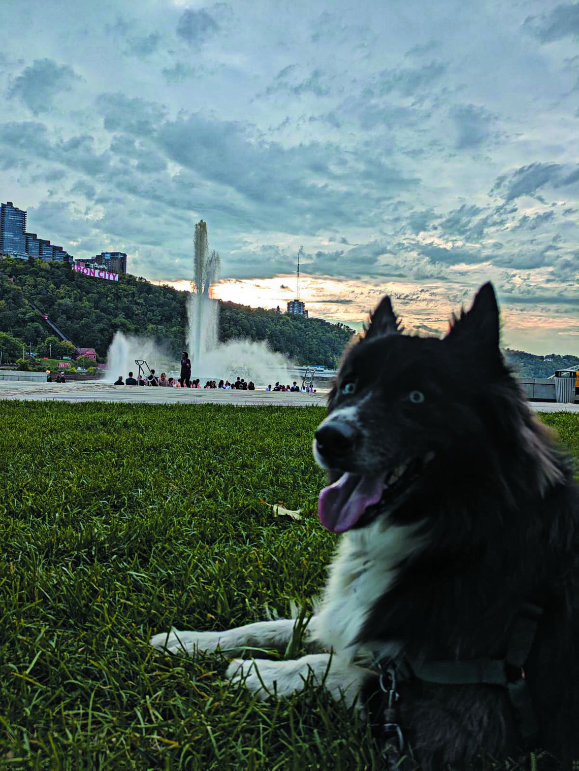 Two dogs tie in Cutest Pet Photo Contest Round 2 with winning smiles